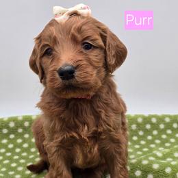 Purr - Red  female Goldendoodle puppy in Neillsville, Wisconsin from Granton Creek