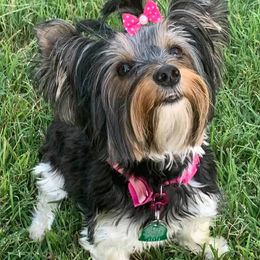 Yorkshire Terriers from YorkiePupsofTexas.com