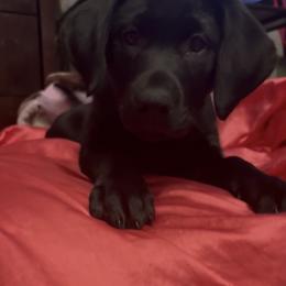 Aster - Black female Labrador Retriever puppy in Longmont, Colorado from Cornwell Labradors