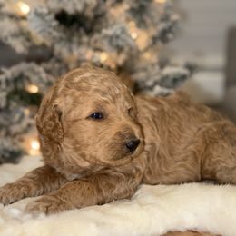 Green collar M - Poodle puppy from Sunset Standard Poodles