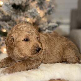 Green collar M - Poodle puppy from Sunset Standard Poodles