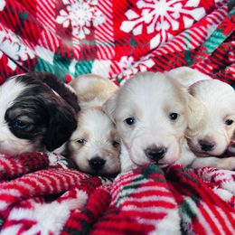 Dachshund puppies from Elo’s Doxies and Doxiepoos