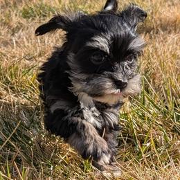 Skadi - Black and white female Havanese puppy in Weiser, Idaho from Brugger's Breeders, LLC