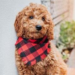 Goldendoodle Puppies from Deer Valley Doodles