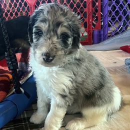 Girl 1 - female Aussiedoodle puppy in Springfield, Missouri from Doodle Dandy Bernedoodles & Aussiedoodles