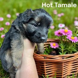Girl 3 - Black and red female German Shepherd puppy in Oakland, Oregon from VHM German Shepherds
