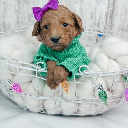 Cupid - Red  female Goldendoodle puppy in Otisville, Michigan from Danie’s Darling Doodles LLC