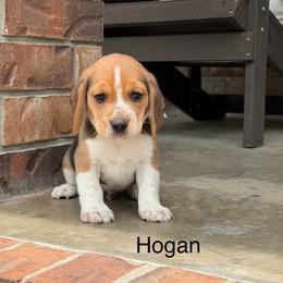 Hogan - Black tan and white male Beagle puppy in Mansfield, Missouri from Rippee Creek Kennel