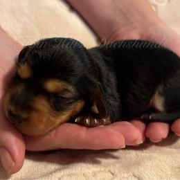 Pink - Blue and tan female Dachshund puppy in Jonesboro, Illinois from Twin Hills Dachshunds
