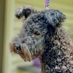Esme - Pumi