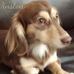 Winston - Dachshund