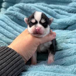 Zoey - Black and white female Pomsky puppy in Aberdeen, Idaho from Willow Creek Cresteds