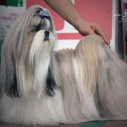 Poodle and Shih Tzu All Grown Up from Ganna Sultan