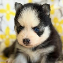 Q - Black and white male Pomsky puppy in Mesa, Arizona from Platinum Pomskies