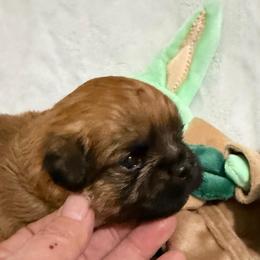 Yoda - Red male Brussels Griffon puppy in Seneca, Missouri from Stephanie’s Puppy Colony