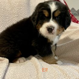 Bernese Mountain Dog Puppies from Willow Tree Berners