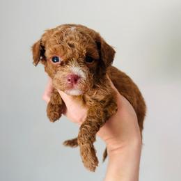 Violet - Apricot female Goldendoodle puppy in Auburn, Indiana from Martin’s Doodles