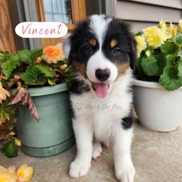 Vincent - Black tri-color male Australian Shepherd puppy in Pittsville, Wisconsin from Match Dot Pup