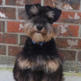 Miniature Schnauzers from B & B Miniature Schnauzers