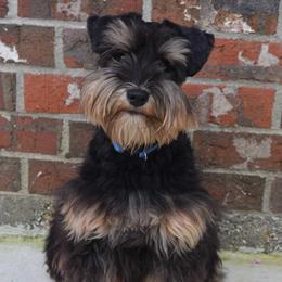 Miniature Schnauzers from B & B Miniature Schnauzers