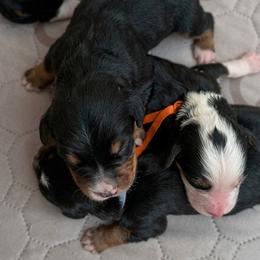 Girl 1 - Black and white female Bernedoodle puppy in Travelers Rest, South Carolina from Bernedoodle.do