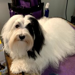 Harli - Havanese
