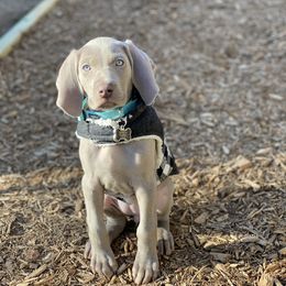 Weimaraner Puppies from Silver Spoon Weimaraners