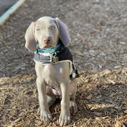 Weimaraner Puppies from Silver Spoon Weimaraners