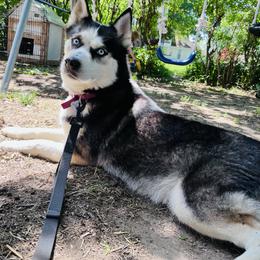 Siberian Husky puppies from Dances With Huskies