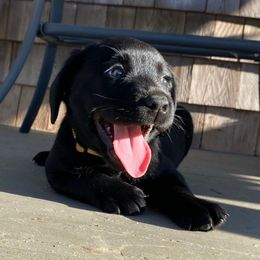 Yellow aka Joy - Black female Labrador Retriever puppy in Tiverton, Rhode Island from Our Little Farm