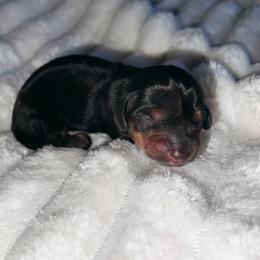 Brûlée - Black female Dachshund puppy in San Diego, California from Enchantables