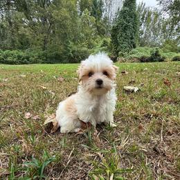 Randolph AKC - Parti male Yorkshire Terrier puppy in Nesbit, Mississippi from Bluff City Yorkies