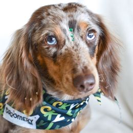 Not available - Dachshund