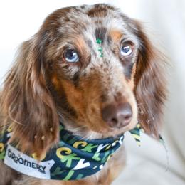 Not available - Dachshund