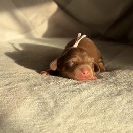 Pumpkin - Chocolate and cream female Dachshund puppy in Phoenix, Arizona from Lengthydog.co