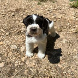 Angelica - Parti female Miniature Schnauzer puppy in Clover, South Carolina from Bobo’s Babies Kennels
