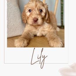 Australian Labradoodle and Labradoodle Puppies from Doodles_Ko