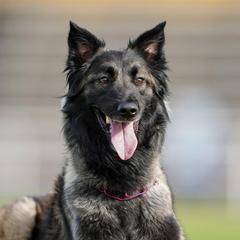 Prima - Belgian Tervuren