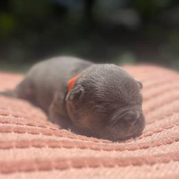 Scrappy - Tricolors male French Bulldog puppy in Salisbury, Maryland from 77 Frenchies Maryland