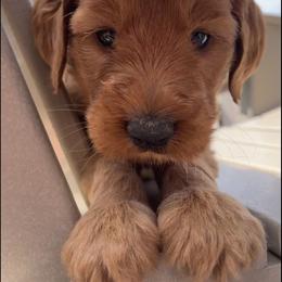 Goldendoodle Puppies from Doodifuldoods