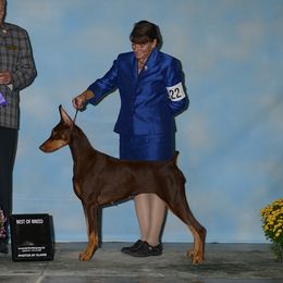 RhaRha - Doberman Pinscher