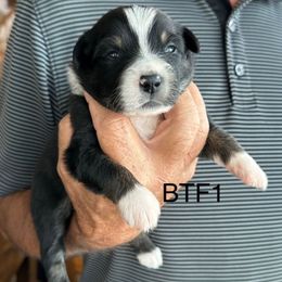 BTF1 - Black tri female Miniature Australian Shepherd puppy in Tallapoosa, Georgia from Williams Shepherds