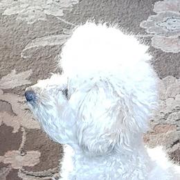 Maltipoos and Poodles from Long View Family Maltipoos