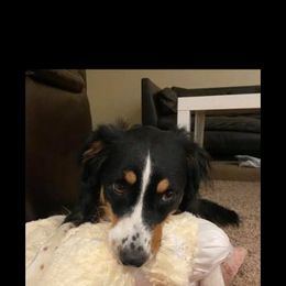 Australian Shepherd and Pomeranian All Grown Up from Willamette Valley Aussies