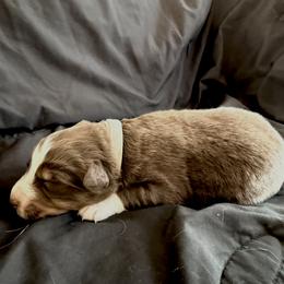 Peter - Red tri-color male Australian Shepherd puppy in Atkinson, Illinois from Diamond Ridge Aussies
