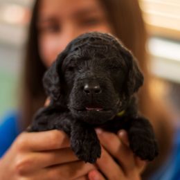 Lime - Black male Poodle puppy in Palmetto, Georgia from Renders Poodles