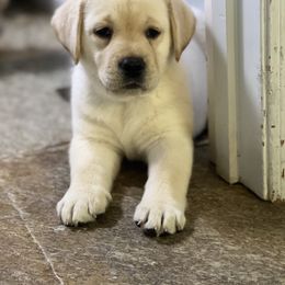 Labrador Retriever Puppies from Edgewood Farm Kennel