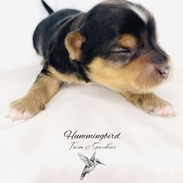 Yorkshire Terrier Puppies from Hummingbird Farm & Gardens