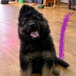 Purple - Black and tan male German Shepherd puppy in Fort Wayne, Indiana from AA Kennel