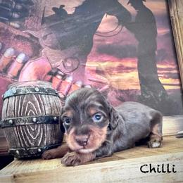 Chilli- SILKY WIRE - Chocolate and tan female Dachshund puppy in Duncan, Arizona from Bootheel Doxies